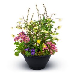 Trauerschale Prima Vera Nr. 11