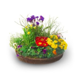 Pflanzschale Frühling Nr. 1 von Blumen Weimar in Neu-Ulm