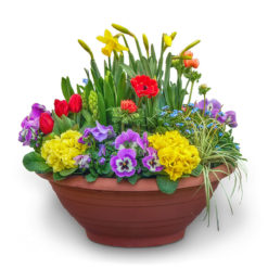 Pflanzschale Frühling Nr. 25 von Blumen Weimar in Neu-Ulm