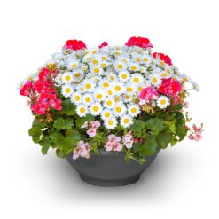 Pflanzschale 'Sommer Nr. 2' von Blumen Weimar in Neu-Ulm