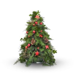 Weihnachtsbaum 'Rotbäckchen'