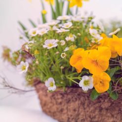 Pflanzring Frühling Nr. 1 von Blumen Weimar in Neu-Ulm