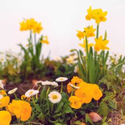 Pflanzring Frühling Nr. 1 von Blumen Weimar in Neu-Ulm
