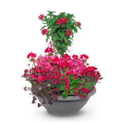 Pflanzschale Sommer Nr. 03 von Blumen Weimar in Neu-Ulm