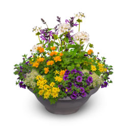 Pflanzschale Sommer Nr. 05 von Blumen Weimar in Neu-Ulm