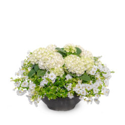 Pflanzschale Sommer Nr. 07 von Blumen Weimar in Neu-Ulm