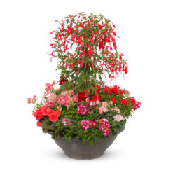 Pflanzschale Sommer Nr. 10 von Blumen Weimar in Neu-Ulm