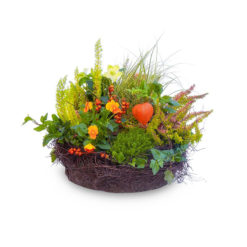 Pflanzschale 'Wintergrün' von Blumen Weimar in Neu-Ulm